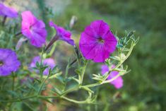 purple flowers are blooming in the grass