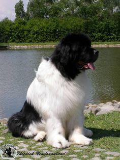 a black and white dog sitting on top of a grass covered field next to a lake