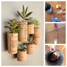 there are pictures of different plants in corks