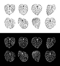 the different types of monster leaves are shown in black and white, including one with green leaves