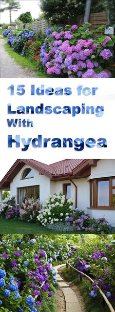 landscaping with hydrangea and flowers in front of a house, the title reads 15 ideas for landscaping with hydrangea