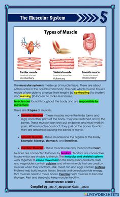 the muscular system and its functions are labeled in this text box, which includes an image of