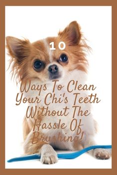 a small dog sitting on top of a blue leash with the words 10 ways to clean your chi's teeth without the erase of brushing