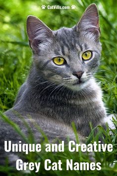 a gray cat with yellow eyes sitting in the grass and looking at the camera text reads unique and creative grey cat names