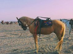 two horses with saddles tied to their backs on the beach while people walk in the background