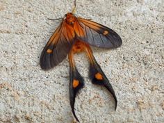 an orange and black moth sitting on the ground