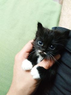 a person holding a small black and white kitten