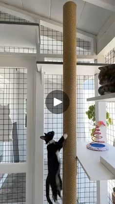 a black and white cat climbing on a tall pole in a room with several windows