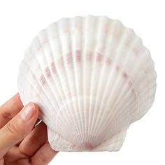 a hand holding a seashell in front of a white background