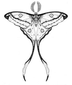 a black and white drawing of a butterfly