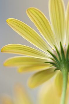 a close up view of a yellow flower