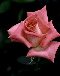 a single pink rose with green leaves in the background