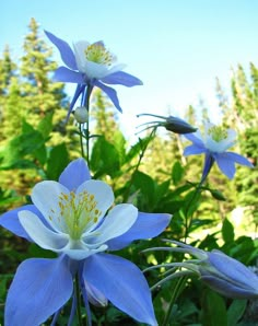 blue and white flowers in the middle of some green plants with trees in the background