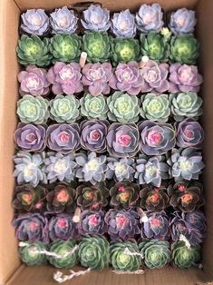 an open box filled with lots of succulents