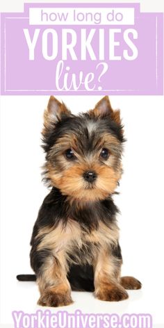 a small dog with the words how long do yorkies live?