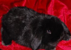 a black rabbit sitting on top of a red blanket