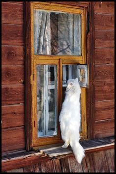 a white cat standing on its hind legs looking out the window