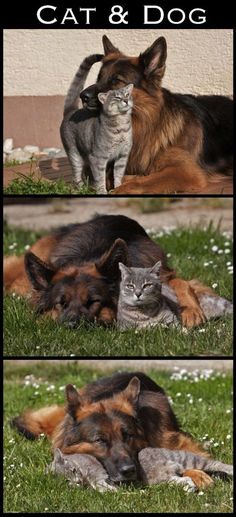 two cats and a dog are laying in the grass with their heads on each other