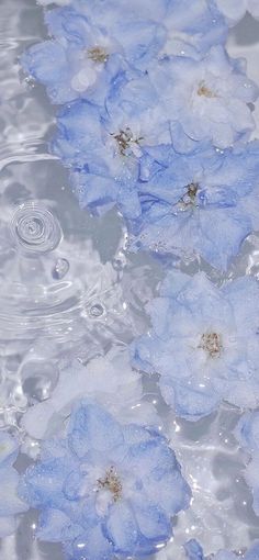 blue flowers floating in water with ripples on the surface and drops of water around them