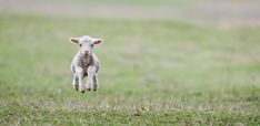 a baby sheep is jumping in the air with it's front legs spread out