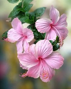 three pink flowers with green leaves in the foreground and a blurry background behind them