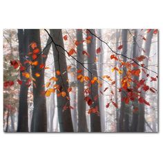 an image of autumn leaves in the woods