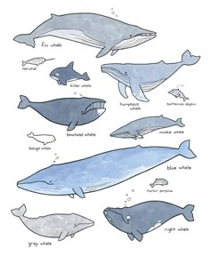 the different types of whales are shown in this drawing