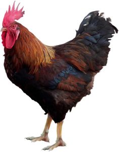 a colorful rooster standing on top of a white ground