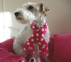 a white dog wearing a red and white polka dot scarf sitting on top of a bed