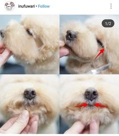 the puppy is getting his nose brushed by its owner's hand, and then being held