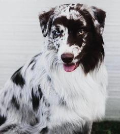 a black and white dog sitting on top of grass next to a metal wall with its tongue out