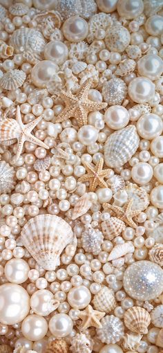 many different shells and starfishs are grouped together