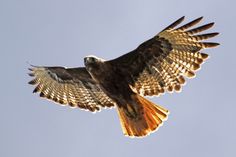 a large bird flying through the air with it's wings spread