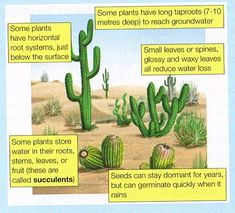 some plants have long traps to protect them from predators and other pests in the desert