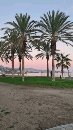 palm trees line the beach at sunset with people walking on the sand and water in the background