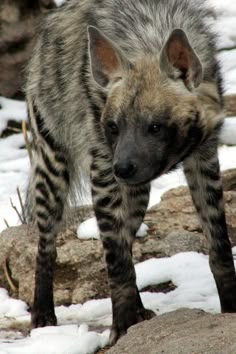 a striped hyena standing on top of snow covered ground next to some rocks