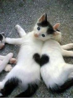 two cats are playing with each other on the ground