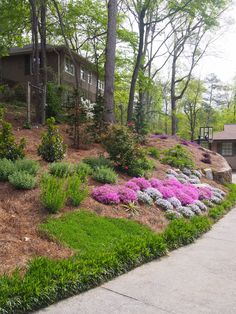 a hillside garden with purple flowers and green grass