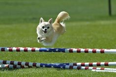 a small dog jumping over an obstacle in the grass with american flags on it's sides