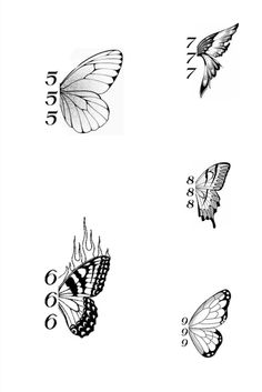 four different butterflies with numbers on them