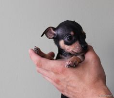 a small black and brown dog sitting on top of a person's hand holding it