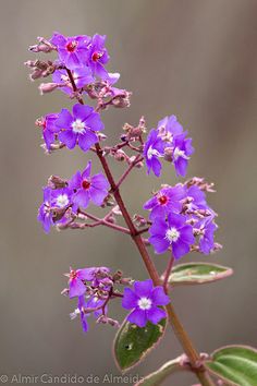 purple flowers with green leaves in the foreground and blurry backround background