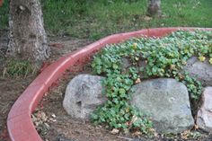 there is a plant growing out of the rocks in the garden bed by the fire hydrant