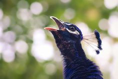 a close up of a peacock with its mouth open