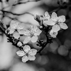 black and white photograph of flowers on a tree branch in the springtime with blurry background