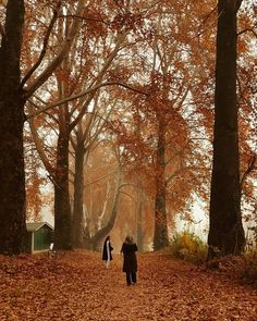 two people walking down a leaf covered path