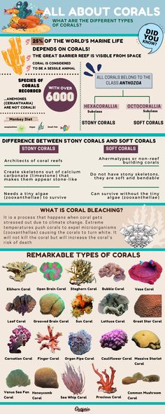 the different types of corals that can be found in an aquarium info sheet, with information