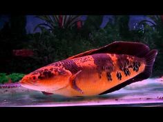 an orange and black fish is swimming in the water next to some plants with red spots on it