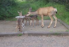 two deer standing next to each other on a dirt field