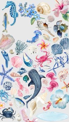 an image of sea animals and shells